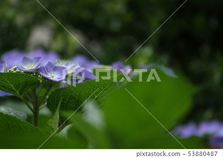 hydrangea hydrangea 53880487