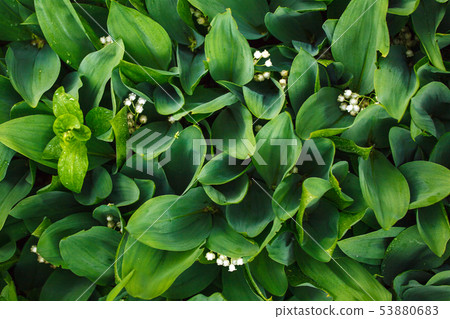 Plants leaves nature background, organic natural Plants leaves nature background, organic natural 53880683