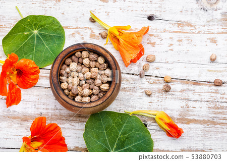 Nasturtium officinale with seeds Nasturtium officinale with seeds 53880703