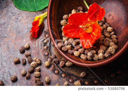 Nasturtium officinale with seeds Nasturtium officinale with seeds 53880706