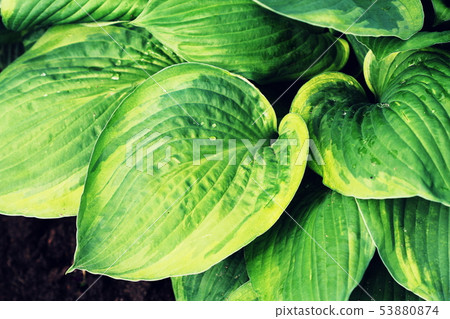 Hosta leaves pattern background. Summer plants wallpaper. Hosta lily leaf 53880874