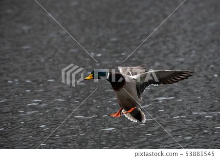 Duck fly nature spring water life lake cold Duck fly nature spring water life lake cold 53881545