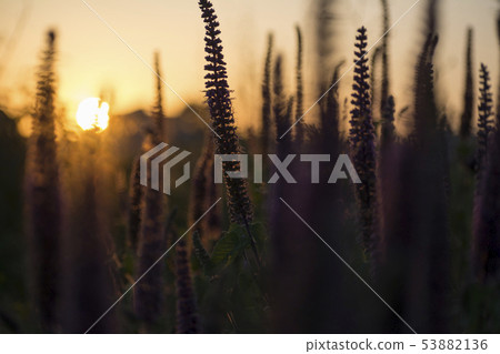 Close-up shot of ark silhouette vibrant purple 53882136