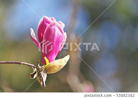 Reddish purple shimoclen flower 53882382