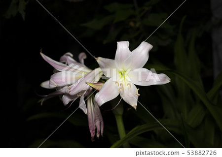 Pink-striped Trumpet Lily flower. Pink-striped Trumpet Lily flower. 53882726