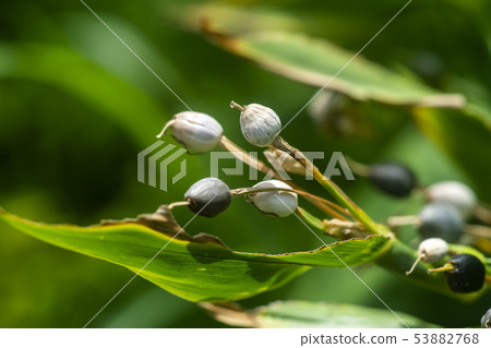 Close up of Jobs tears seeds 53882768