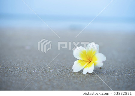 Close up yellow and white frangipani flower Close up yellow and white frangipani flower 53882851