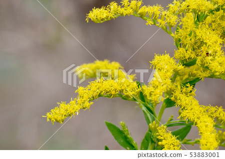 Yellow Sadataka Awadachiso blooming in Mitaka Nakahara Yellow Sadataka Awadachiso blooming in Mitaka Nakahara 53883001