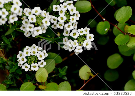 White Allissam (Sweet Allissum) Blooming in Mitaka Nakahara White Allissam (Sweet Allissum) Blooming in Mitaka Nakahara 53883523