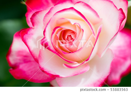 Rose   53883563