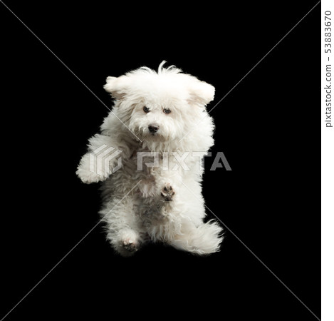 Flying white dog on black background. Jumping happy puppy Flying white dog on black background. Jumping happy puppy 53883670