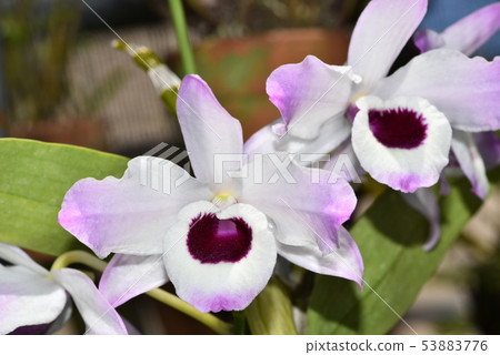 Late Blooming Dendrobum 53883776