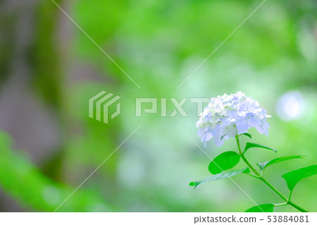 繡球 53884081