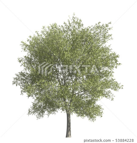 Tree 3d illustration isolated on the white background Tree 3d illustration isolated on the white background 53884228