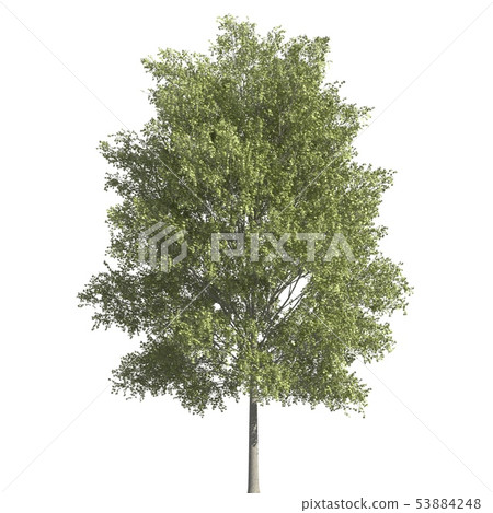 Tree 3d illustration isolated on the white background 53884248