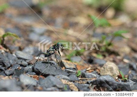 Nami Hanumo 53884497