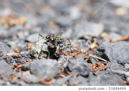 Nami Hanumo Nami Hanumo 53884499