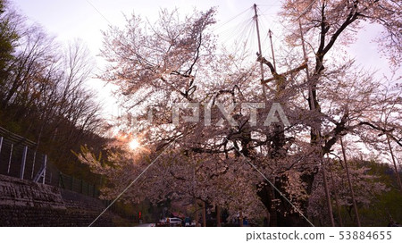 Shokawa Sakura Shokawa Sakura 53884655