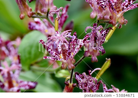開花在Mikasa Nakahara的白色和紫色Hottogise花 開花在Mikasa Nakahara的白色和紫色Hottogise花 53884671