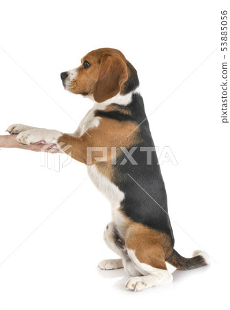 beagle in studio 53885056