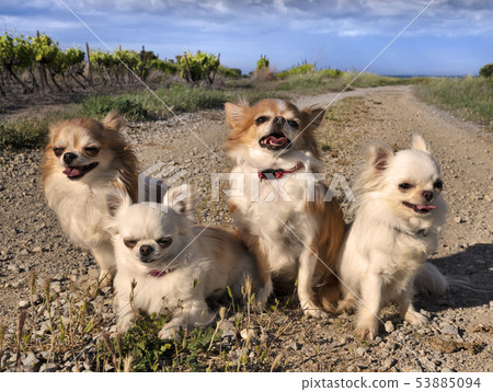 chihuahuas in nature 53885094