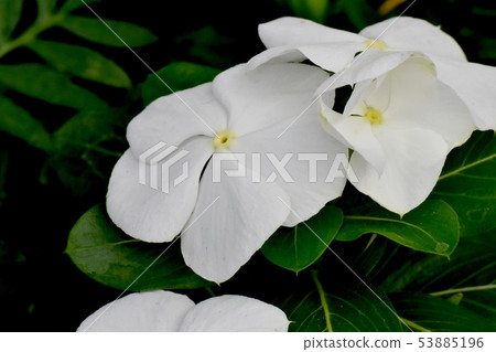 White Nichinoscisso blooming in Mitaka Nakahara 53885196