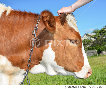 Cow grazing on the farm and looking into camera. Cow grazing on the farm and looking into camera. 53885368