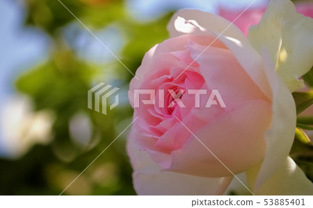 Beautiful rose flower 53885401