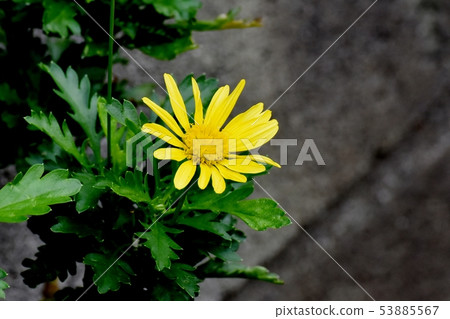 開花在三鷹中原的黃色瑪格麗特波斯菊 開花在三鷹中原的黃色瑪格麗特波斯菊 53885567