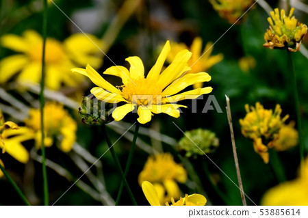 開花在三鷹中原的黃色瑪格麗特波斯菊（黃色天使） 53885614