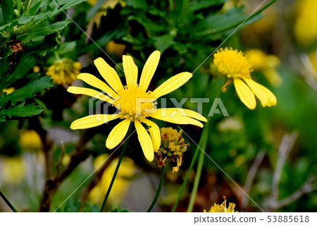 開花在三鷹中原的黃色瑪格麗特波斯菊（黃色天使） 53885618