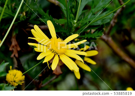 開花在三鷹中原的黃色瑪格麗特波斯菊(黃色天使) 開花在三鷹中原的黃色瑪格麗特波斯菊(黃色天使) 53885819