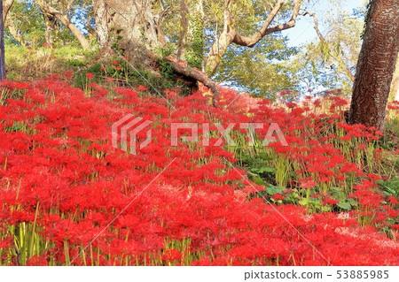 Cluster amaryllis in full bloom 53885985
