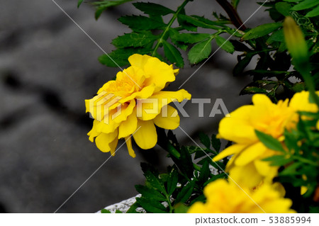 Yellow marigold blooming in Mitaka Nakahara Yellow marigold blooming in Mitaka Nakahara 53885994