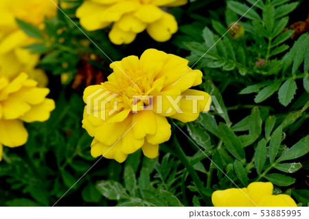 Yellow marigold blooming in Mitaka Nakahara Yellow marigold blooming in Mitaka Nakahara 53885995