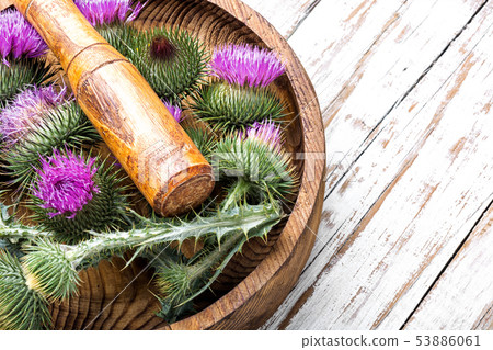 Prickly thistle blooming Prickly thistle blooming 53886061
