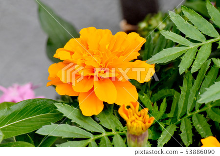 Orange Marigold Blooming in Mitaka Nakahara 53886090