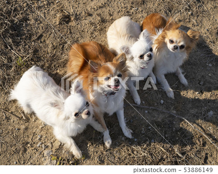 chihuahuas in nature 53886149