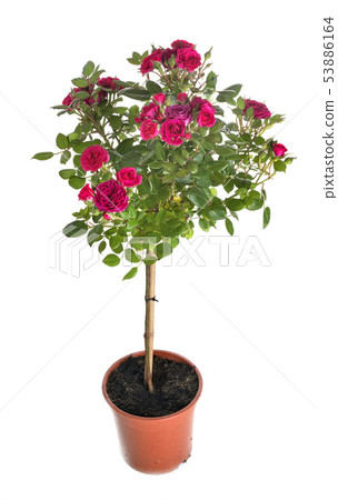 rose bush in studio rose bush in studio 53886164