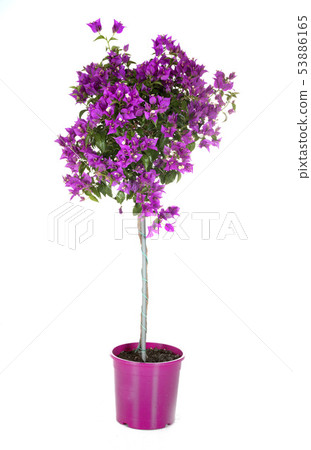 bougainvillea in studio bougainvillea in studio 53886165