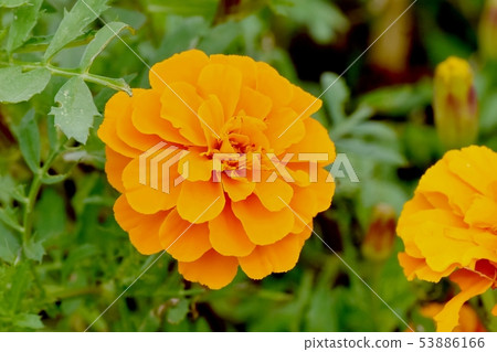 Orange Marigold Blooming in Mitaka Nakahara Orange Marigold Blooming in Mitaka Nakahara 53886166
