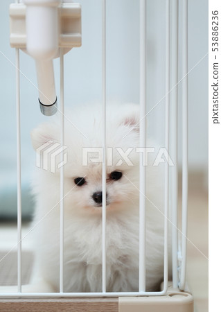 博美犬(狗狗狗有機體動物譜系小狗兒童狗白色白色譜系西方狗) 博美犬(狗狗狗有機體動物譜系小狗兒童狗白色白色譜系西方狗) 53886236