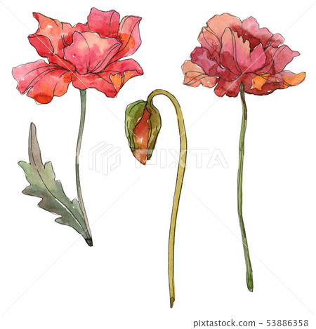 Red poppy floral botanical flowers. Watercolor background illustration set. Isolated poppies Red poppy floral botanical flowers. Watercolor background illustration set. Isolated poppies 53886358