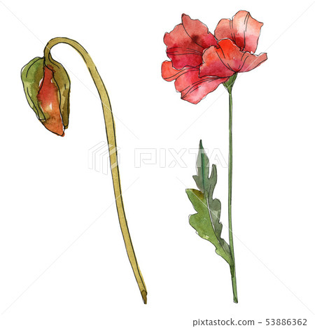 Red poppy floral botanical flowers. Watercolor background illustration set. Isolated poppies Red poppy floral botanical flowers. Watercolor background illustration set. Isolated poppies 53886362