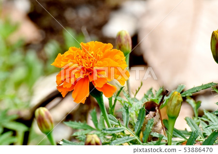 橙色萬壽菊盛開在三鷹中原 53886470