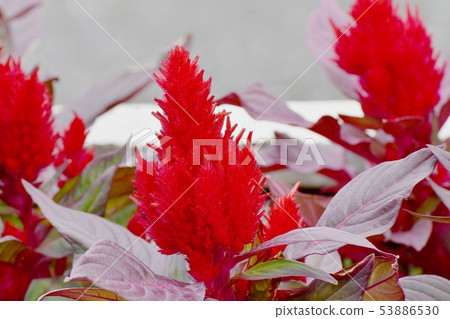 開花在三鷹中原的紅色雞冠花花 開花在三鷹中原的紅色雞冠花花 53886530