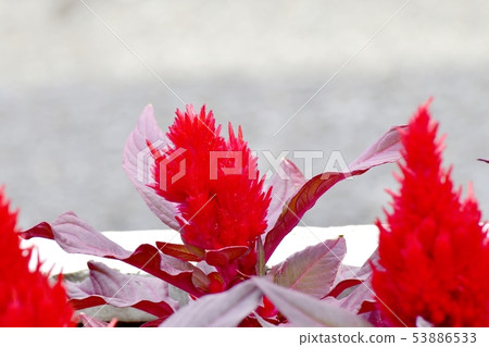 開花在三鷹中原的紅色雞冠花花 53886533