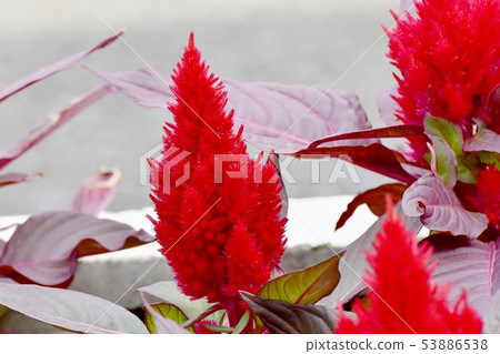 Red celosia flower blooming in Mitaka Nakahara Red celosia flower blooming in Mitaka Nakahara 53886538