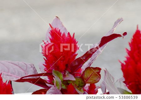 開花在三鷹中原的紅色雞冠花花 53886539