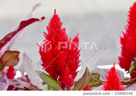 開花在三鷹中原的紅色雞冠花花 開花在三鷹中原的紅色雞冠花花 53886540